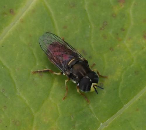 Réf. 239 801 : Paragus bicolor
